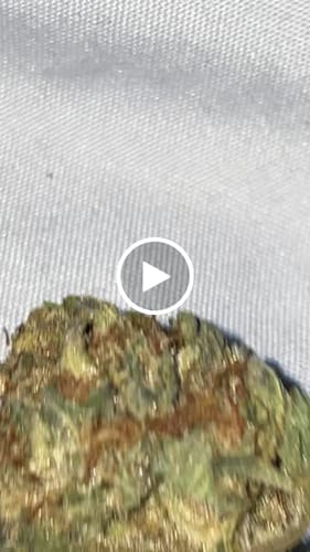 Customer video review of Sherbet Cookies - 14 Grams - Minis (Hybrid)