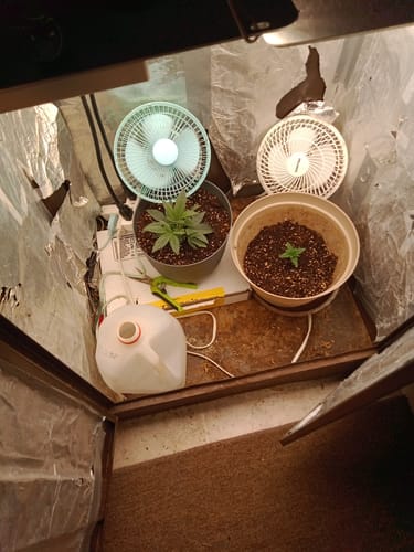 Customer photo review of Gorilla Glue - Bulk Littles - Indica