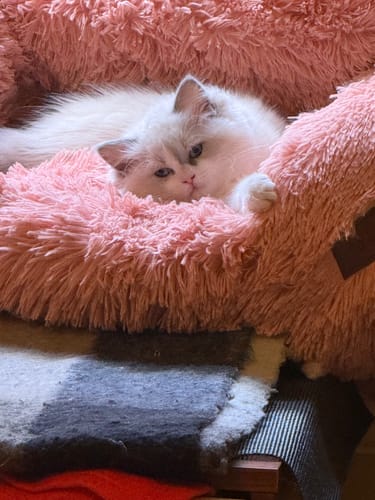 Customer photo review of Calming Pet Bed [Size: Medium 60cm] [Colour: Pink]