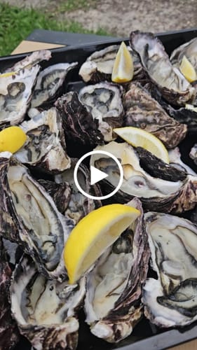 Customer video review of Frozen Half Shell Pacific Oyster Box