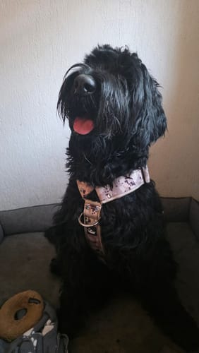 Customer photo review of Identyfikator dla psa - Id Tags