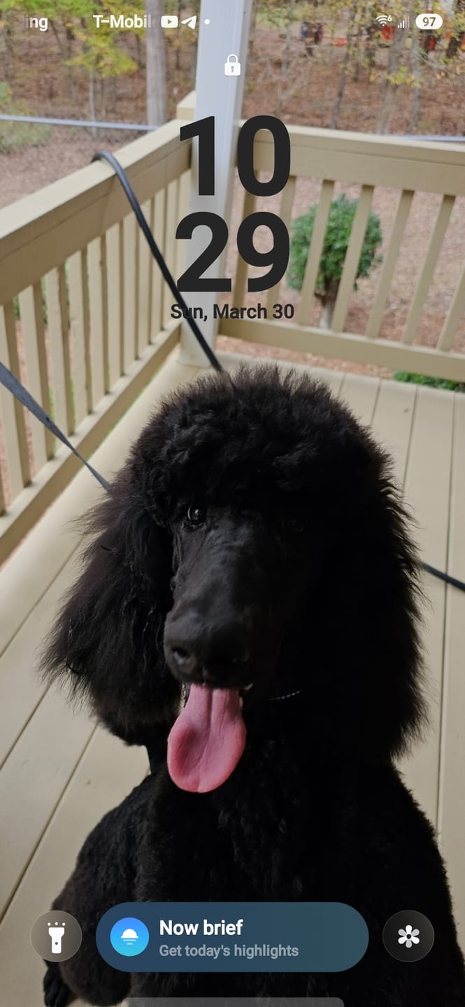Customer photo review of 12 Inch Power Bully Sticks