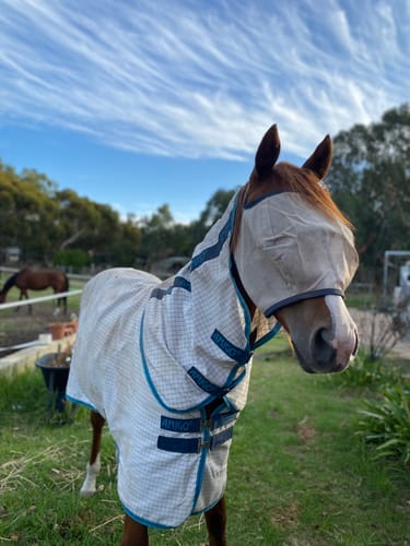 Customer photo review of Amigo Aussie Allrounder