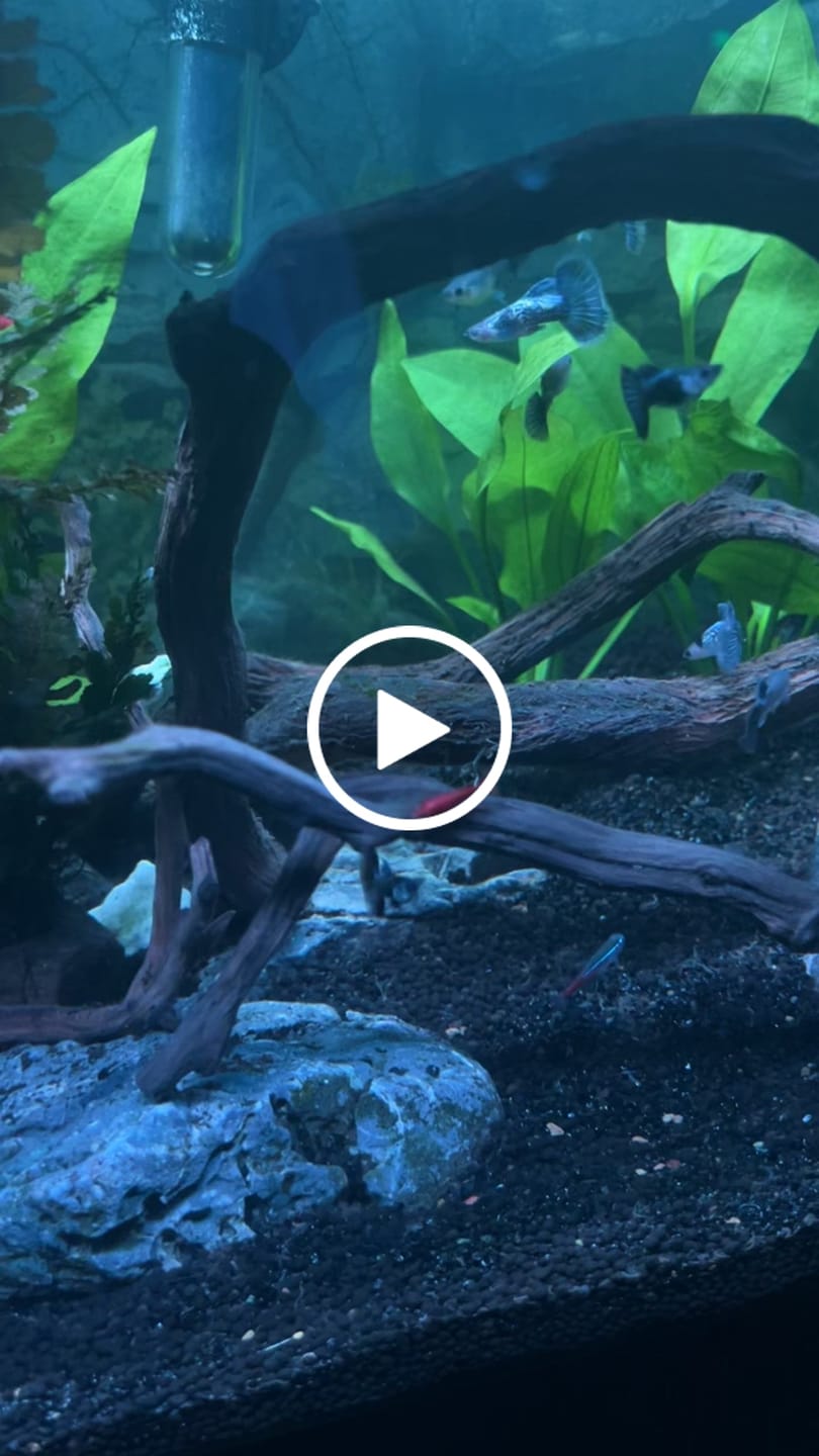 Customer video review of Blue Dragon Guppy Fish