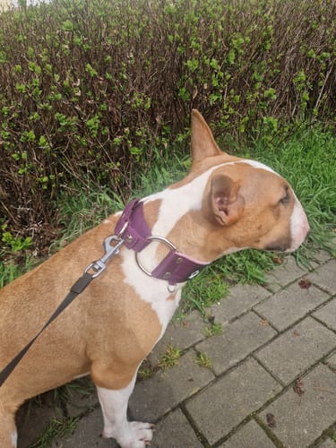 Customer photo review of Szeroka obroża półzaciskowa - Martingale Śliwkowa