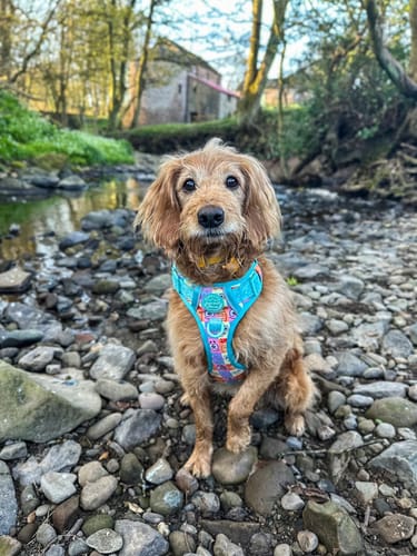 Customer photo review of Tough Trails™ Harness - Spongebob