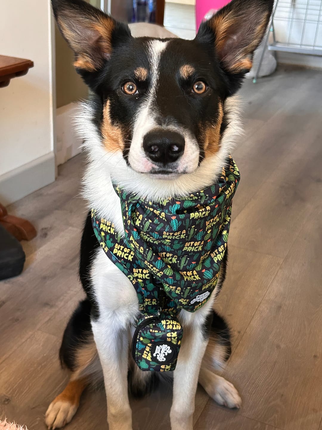 Customer photo review of Bit of a prick collar