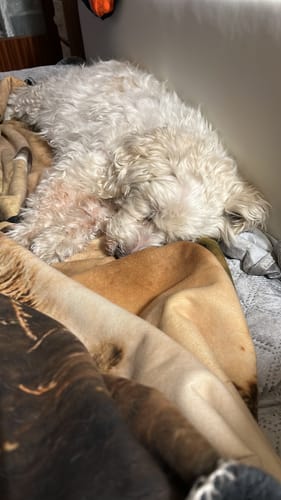 Customer photo review of Grünlippmuschel