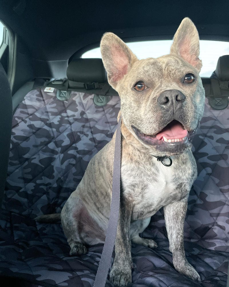 Customer photo review of Rear Seat Cover for Fold Down Seats - No Hammock - Regular