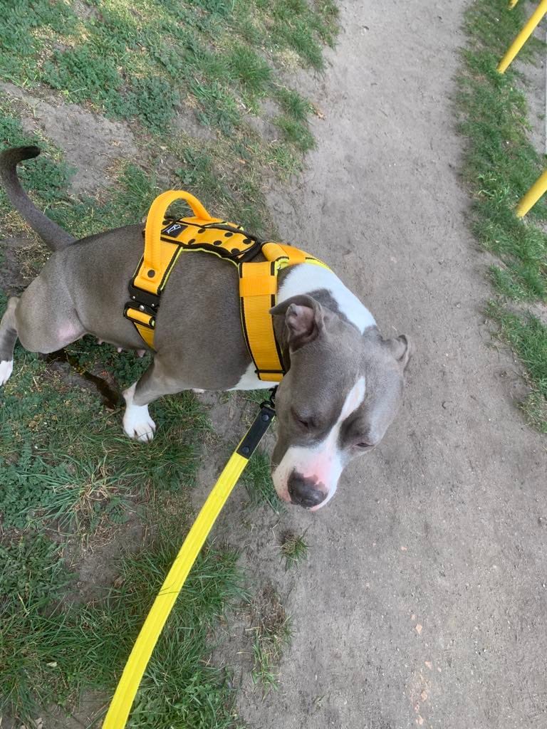 Customer photo review of Smycz nylonowa Walk Leash - Black Edition Żółta
