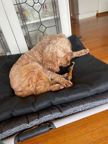 Customer photo review of Kangaroo Tail Tips!