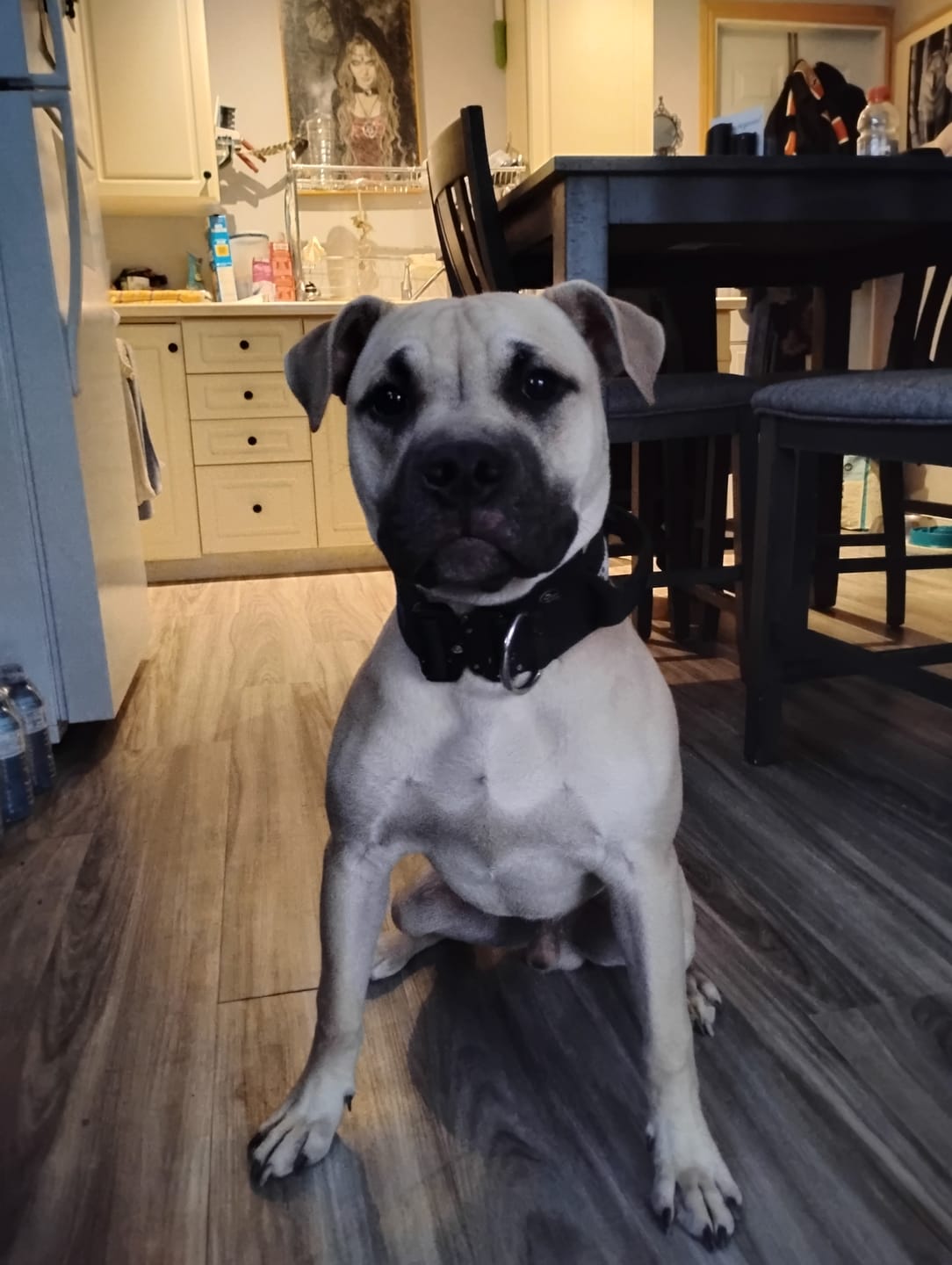 Customer photo review of 2" Tactik Dog Collar - Black