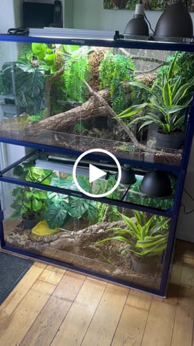 Customer video review of 120 Gallon Bearded Dragon Enclosure 4x2x2