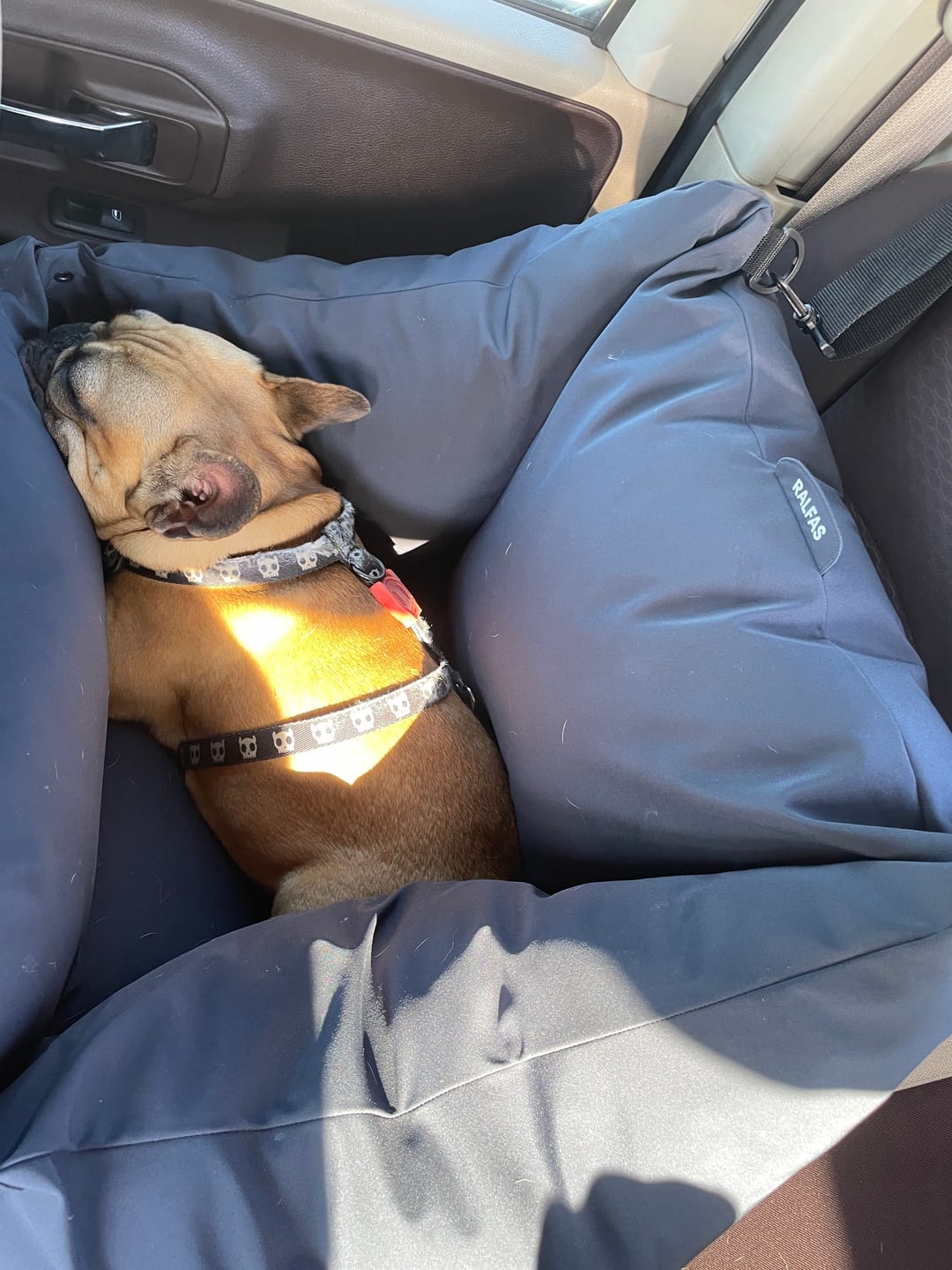 Customer photo review of Cama para auto gris gráfito