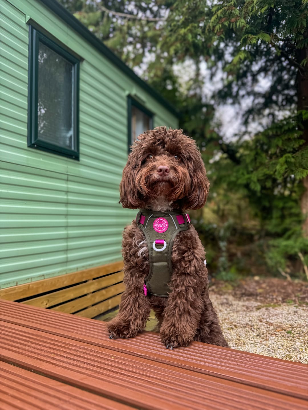 Customer photo review of Trail & Glow Dog Harness - COLOUR DROPS® - Olive it Hot
