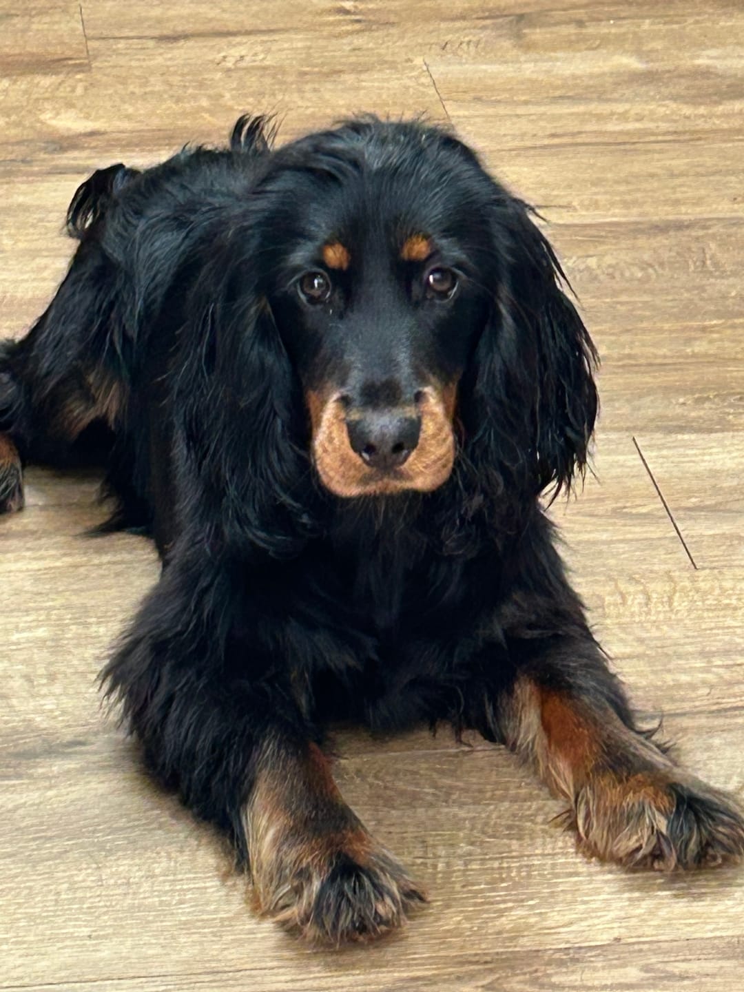 Customer photo review of 3 in 1 Tangle Tame Dog Shampoo, Conditioner & Detangler