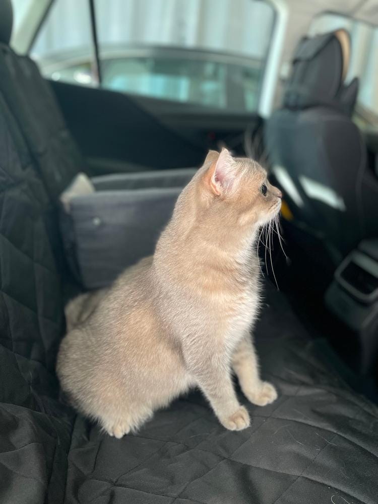 Customer photo review of Rear Seat Cover for Fold Down Seats - No Hammock - XL