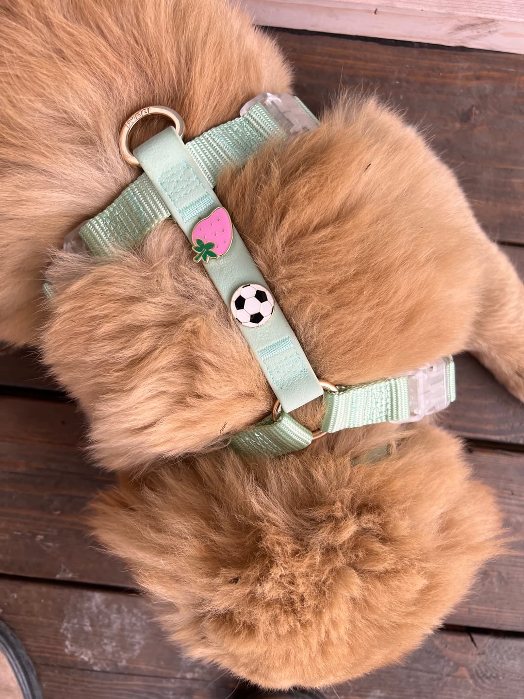 Customer photo review of Moodies Harness