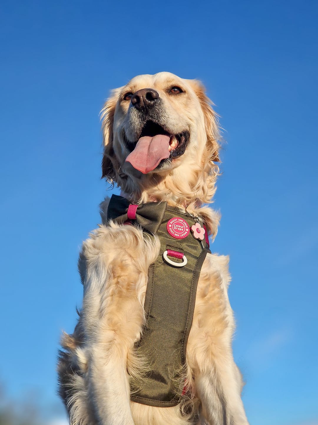 Customer photo review of Trail & Glow Dog Harness - COLOUR DROPS® - Olive it Hot