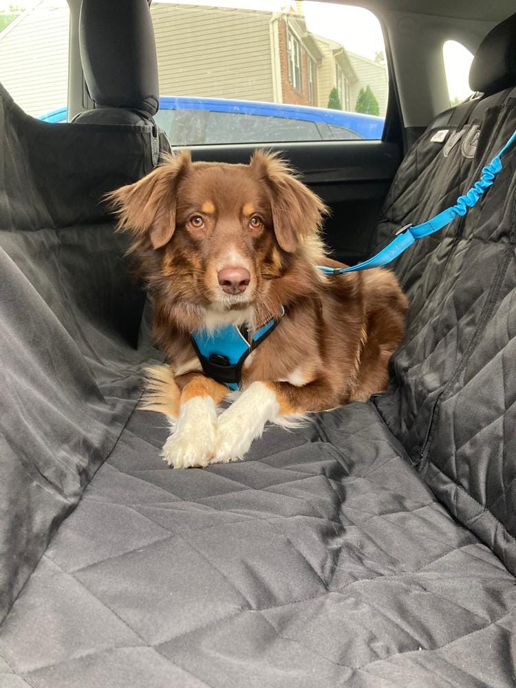 Customer photo review of Rear Seat Cover for Fold Down Seats - No Hammock - XL