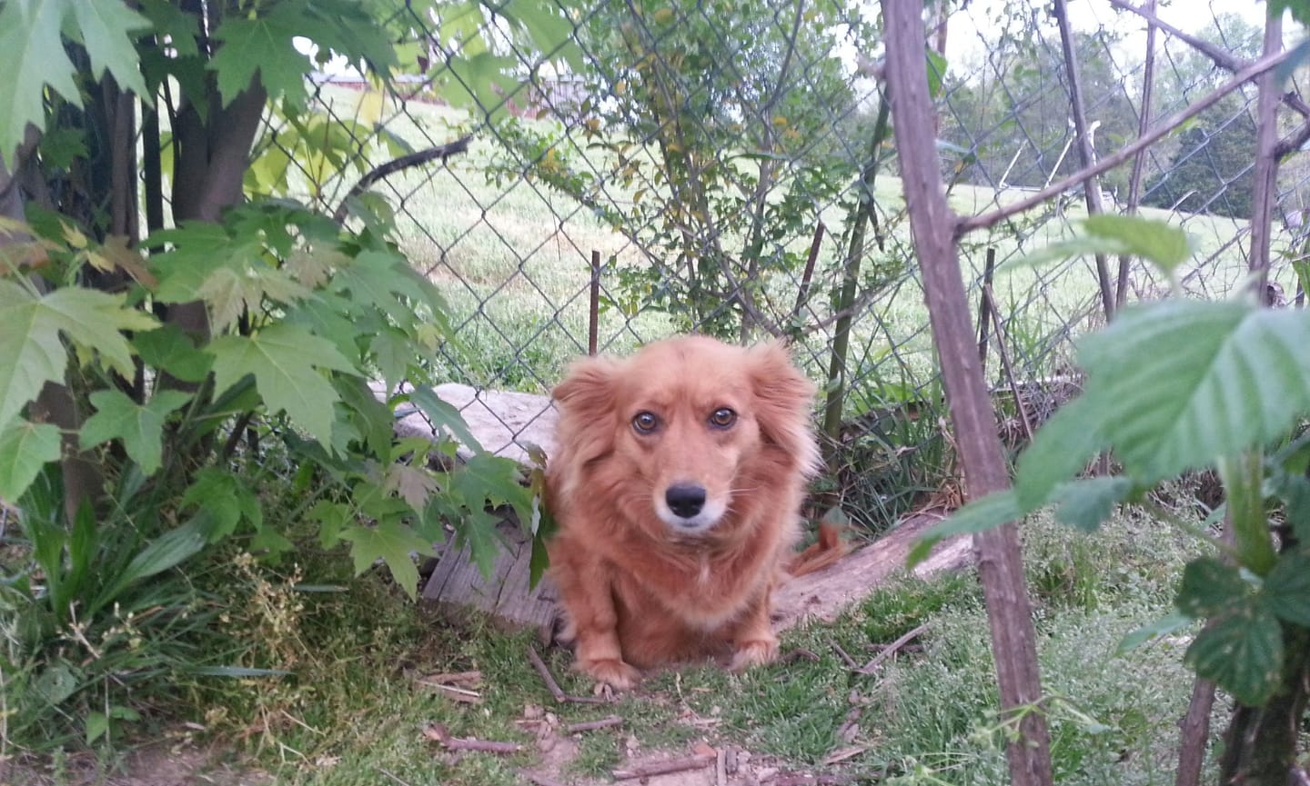 Customer photo review of Dog WALK-EASY™ Advanced Hip & Joint Pain Remedy