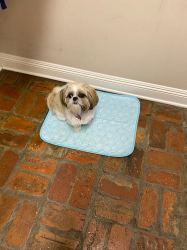 Customer photo review of Potty Buddy™ - The Durable Leak-Free Potty Pad
