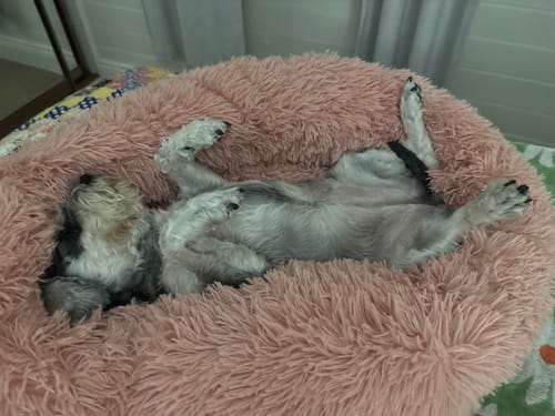 Customer photo review of Calming Pet Bed [Size: Medium 60cm] [Colour: Pink]