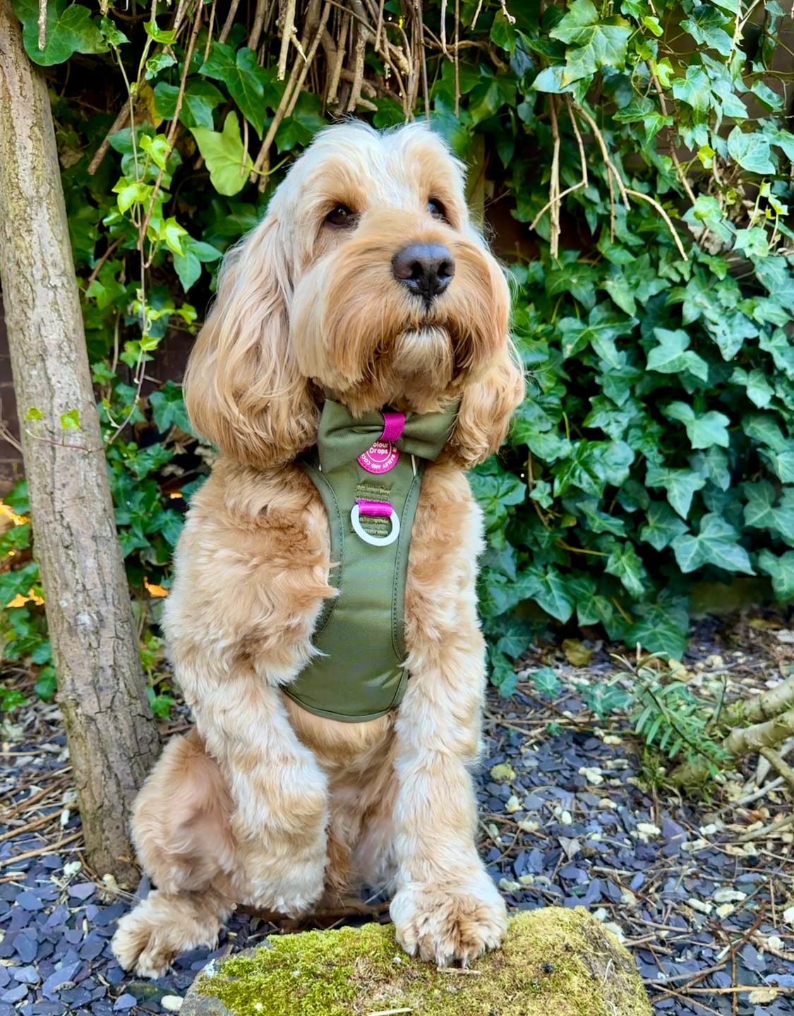 Customer photo review of Trail & Glow Dog Harness - COLOUR DROPS® - Olive it Hot