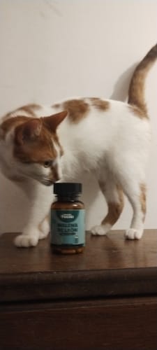 Customer photo review of Melena de León en Cápsulas - Ultra Concentrado