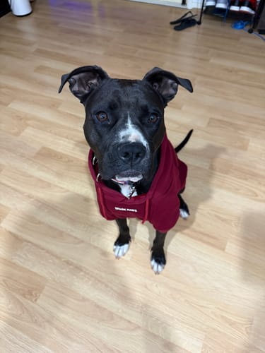 Customer photo review of Essential Dog Hoodie - Burgundy