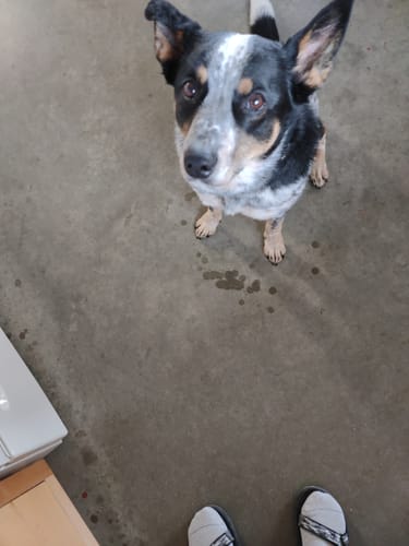 Customer photo review of FurLife™ - 8 Months Flea and Tick Collar for Dogs