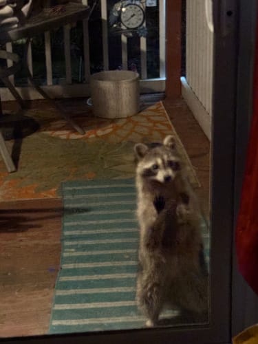 Customer photo review of Naked 100 Original Hawaiian P.O.G. 60ml Vape Juice