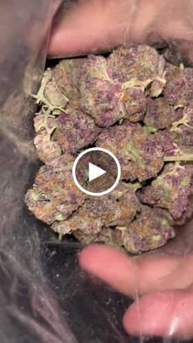 Customer video review of Snow Balls