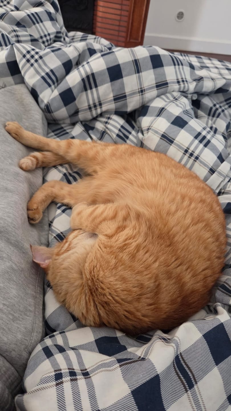 Customer photo review of Multipack d'effilés (chat stérilisé et chat adulte)