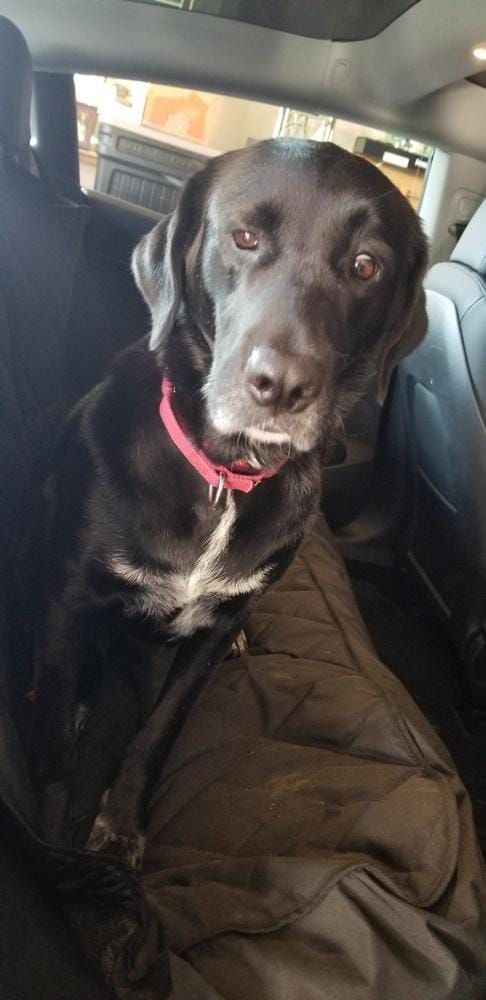 Customer photo review of Rear Seat Cover for Fold Down Seats - No Hammock - XL