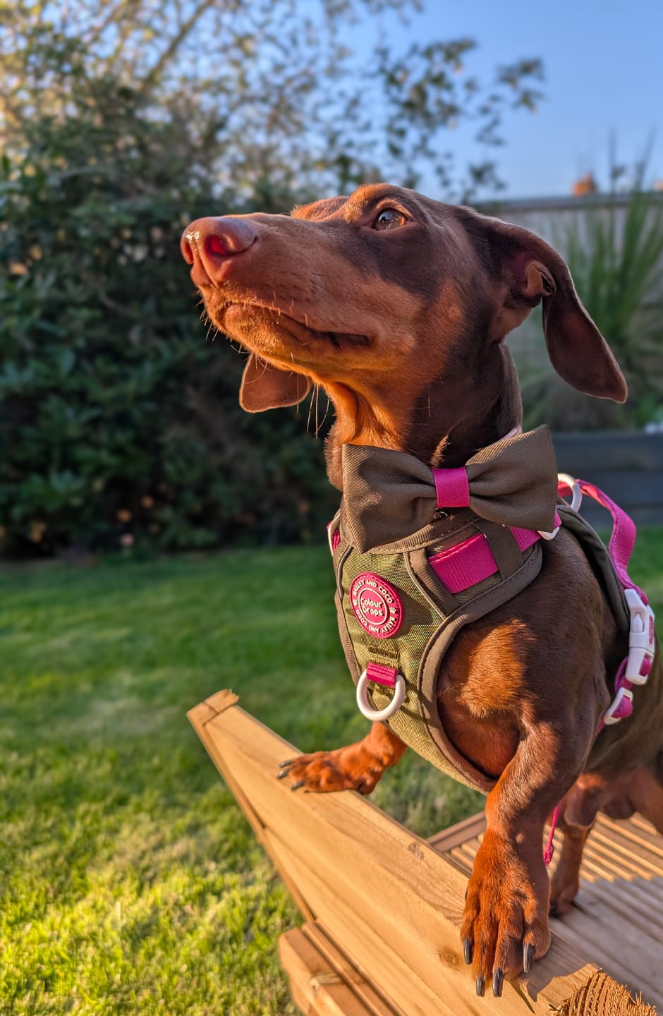 Customer photo review of Trail & Glow Dog Harness - COLOUR DROPS® - Olive it Hot