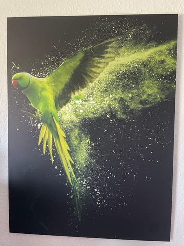 Customer photo review of Aluminiumbild gebürstet | Papagei - grüne Farbexplosion | Hochformat