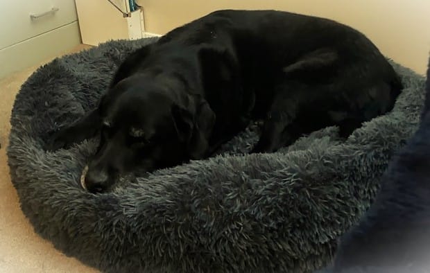 Customer photo review of Calming Dog Bed