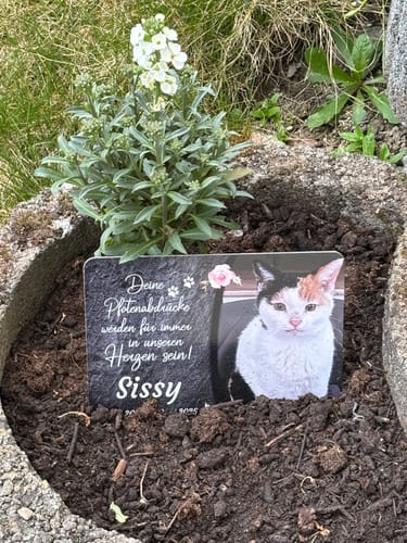 Customer photo review of Katzen Gedenktafel mit Foto & Spruch (UV- & Wetterfest)