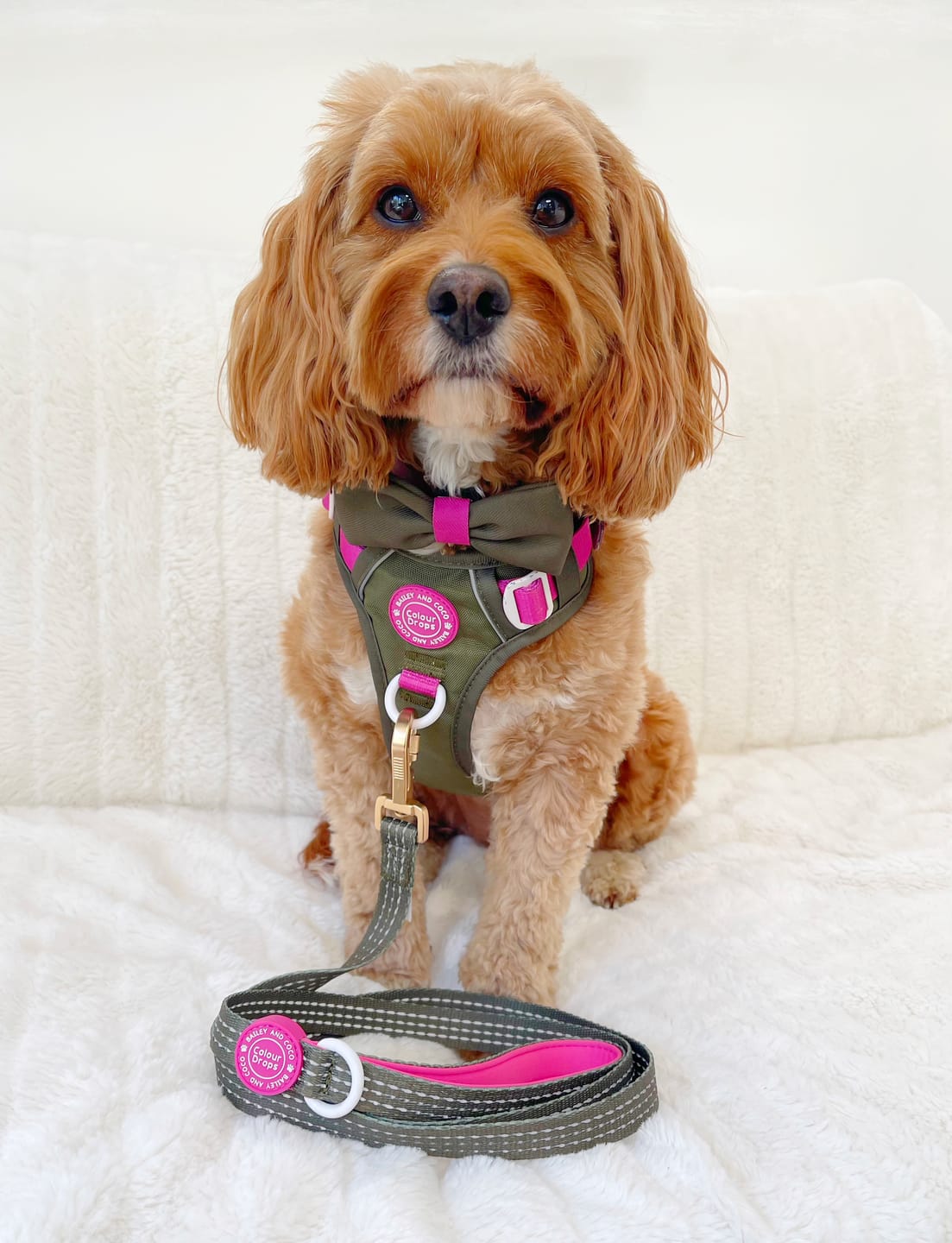 Customer photo review of Trail & Glow Dog Harness - COLOUR DROPS® - Olive it Hot
