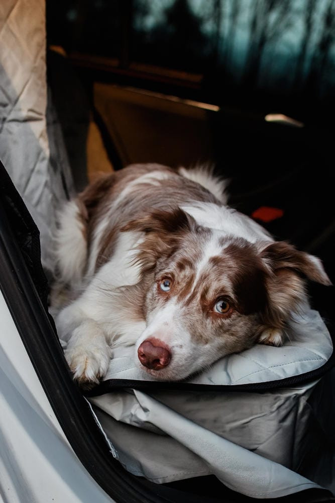 Customer photo review of Rear Seat Cover for Fold Down Seats - No Hammock - XL