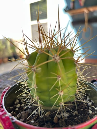 Customer photo review of Trichocereus terscheckii | South American Saguaro