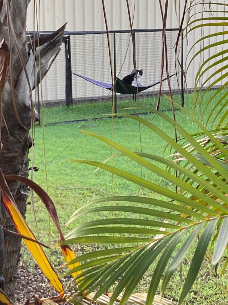 Customer photo review of Hammock For The Cat Cabana Cat Enclosure