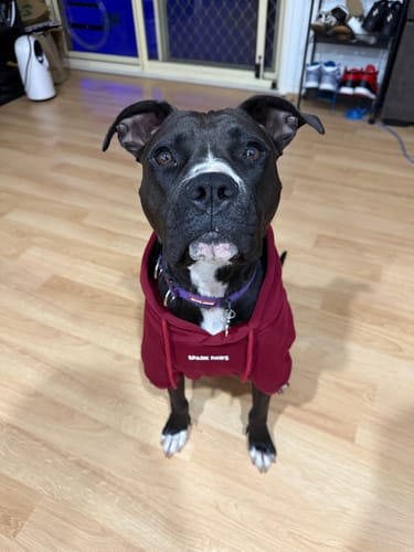 Customer photo review of Essential Dog Hoodie - Burgundy