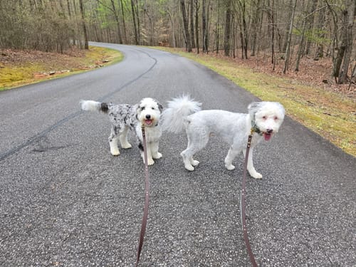 Customer photo review of Hands-Free Leash Adapter