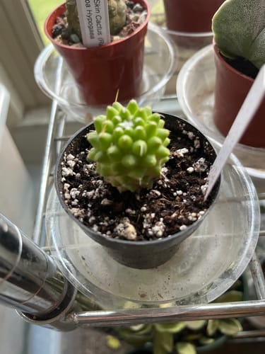 Customer photo review of Mammillaria polythele Toluca