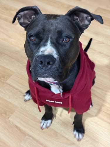 Customer photo review of Essential Dog Hoodie - Burgundy