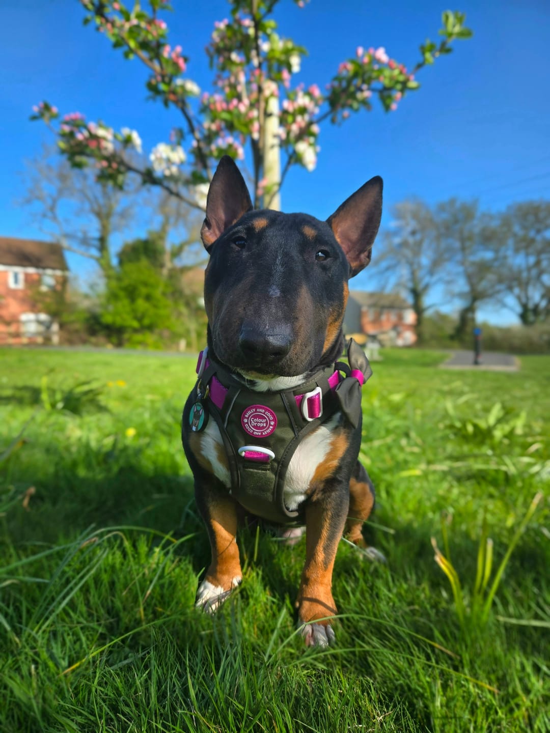 Customer photo review of Trail & Glow Dog Harness - COLOUR DROPS® - Olive it Hot
