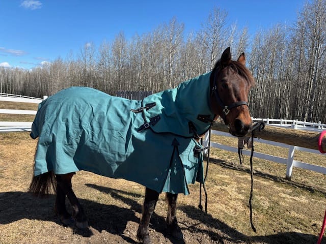 Customer photo review of Canvas Turnout Rug | New Zealand 18oz Wool Lined Rug