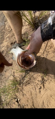 Customer photo review of DEATH BONE - 3.5 INCH
